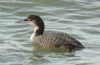 Great Northern Diver at Southend Pier (Steve Arlow) (43797 bytes)